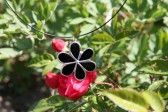 jewel flower black2 - Tiffany jewelry