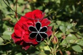 jewel flower black2 - Tiffany jewelry