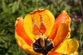earrings fire - Tiffany jewelry