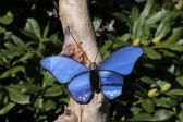 butterflies - Tiffany jewelry